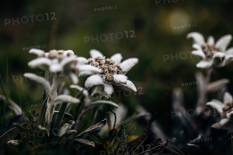 Alpine edelweiss