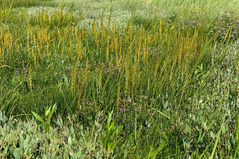 Salt marsh vegetation with sea arrowgrass