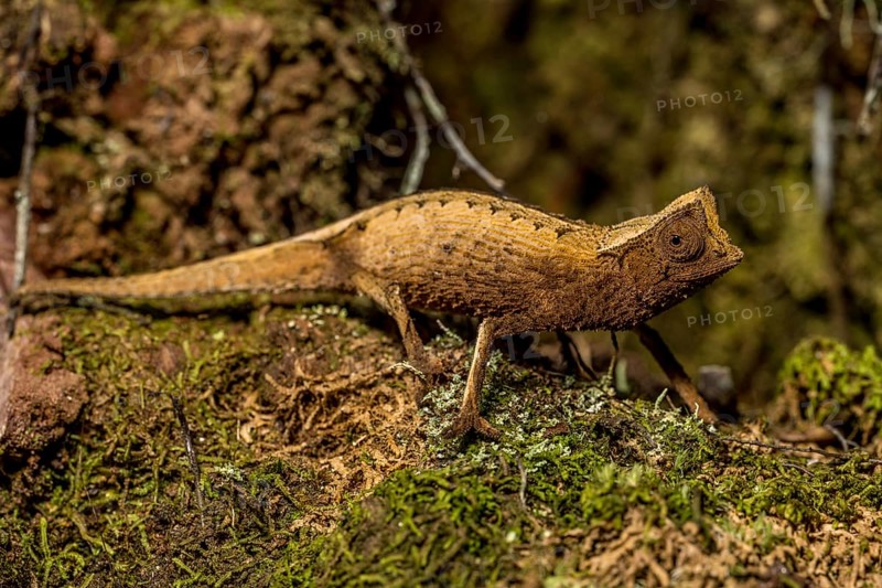 Marojejy leaf chameleon