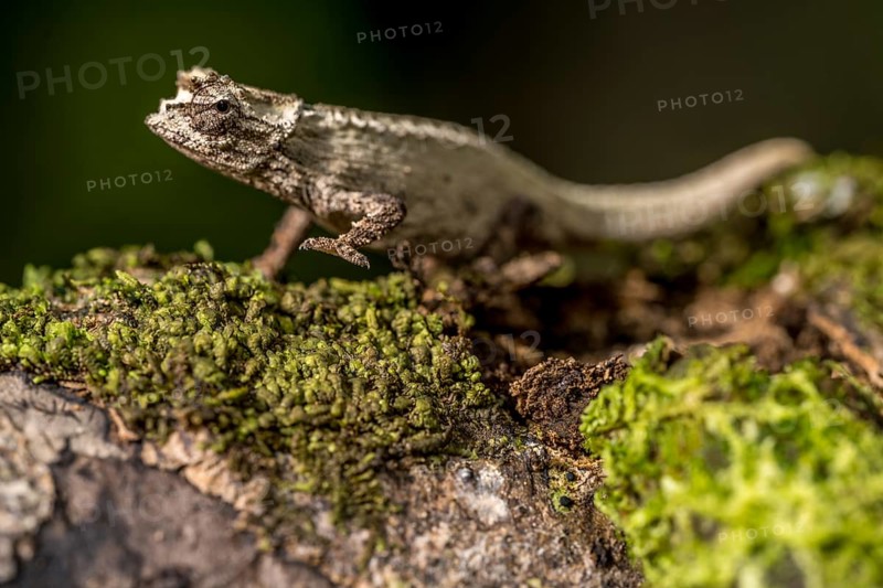 Montagne d Ambre Earth Chameleon
