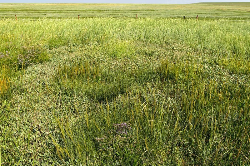 Salt marshes in the dyke foreland