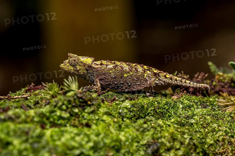 Variegated Earth Chameleon