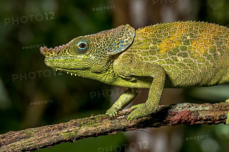 Malthes elephant-eared chameleon