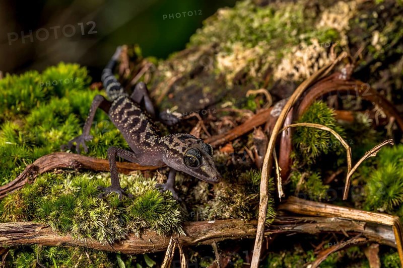 Graceful madagascar ground gecko
