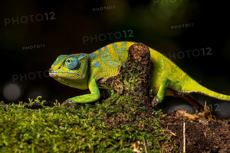 Petters petter's chameleon