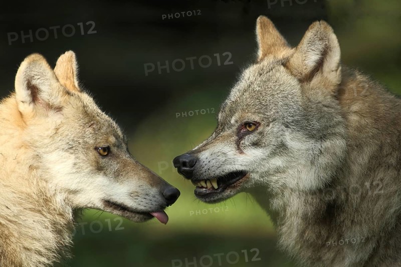 Two wolf head to head