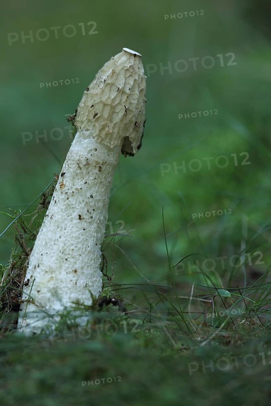 Common Stinkhorn