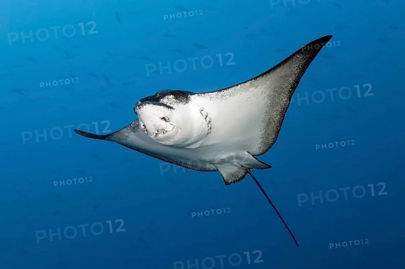 Spotted eagle ray