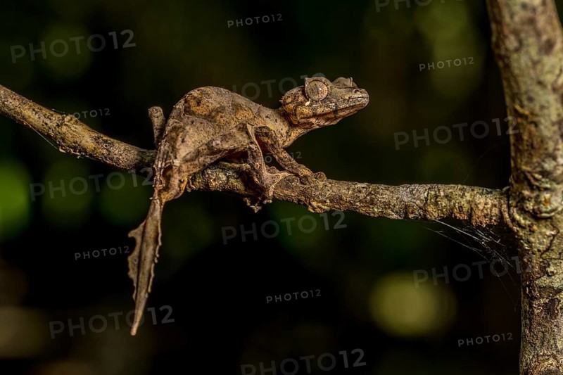 Montagne d Ambre Flat-tailed Gecko
