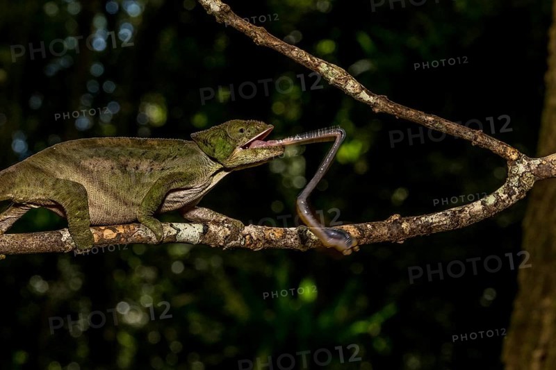 Amber Mountain amber chamaeleon