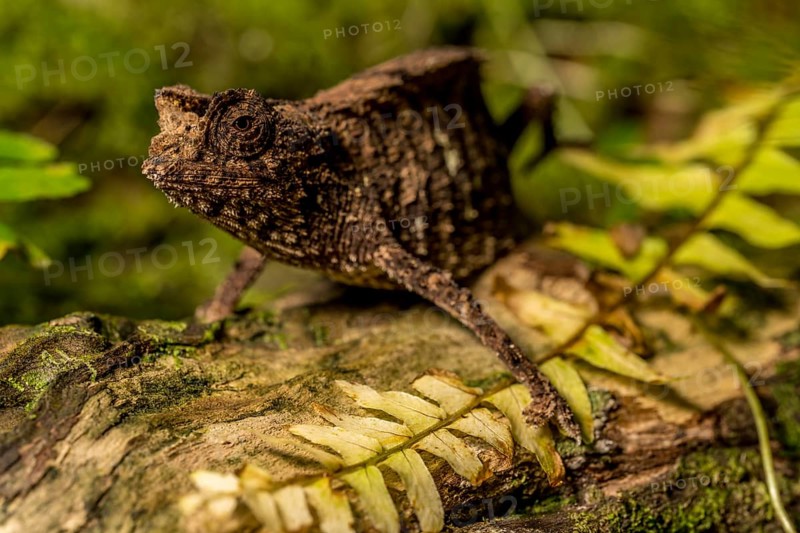 Antakarana ground chameleon