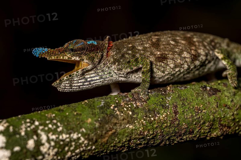 Blue-nosed Chameleon