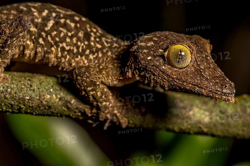 Mossy leaf-tailed gecko