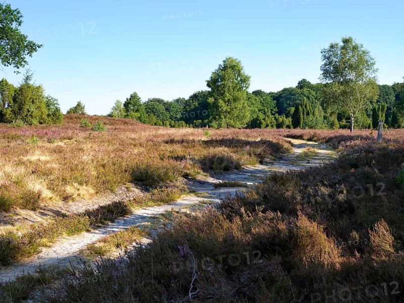 Driveway in the Lueneburg Heath nature park Park during the heath blossom in late summer. Lueneburg Heath