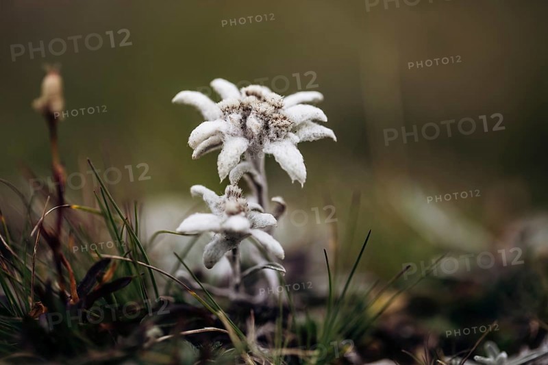 Alpine edelweiss