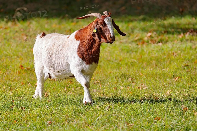 Boer domestic goat
