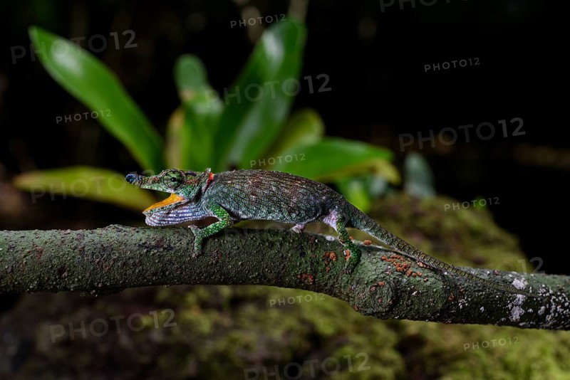 A female chameleon