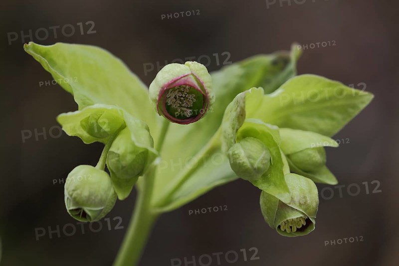 Stinking hellebore