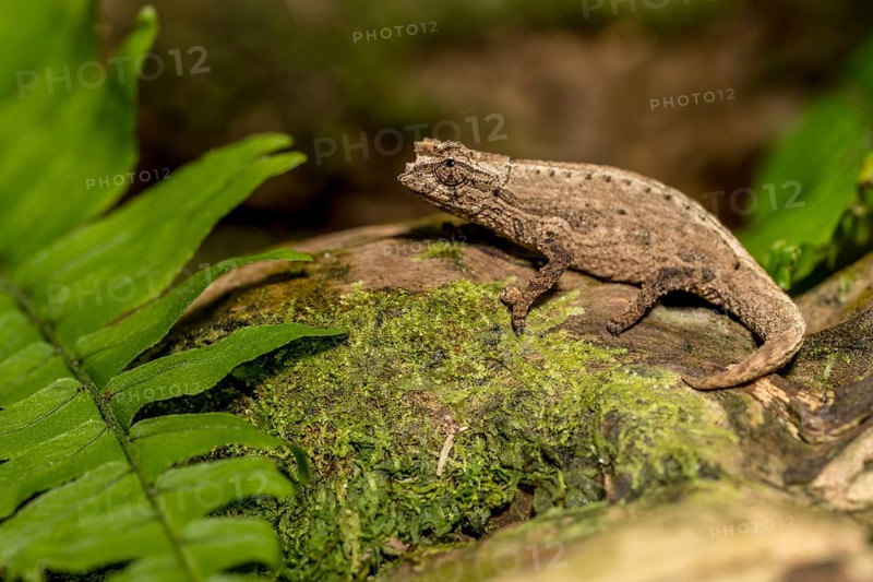 Montagne d Ambre Earth Chameleon