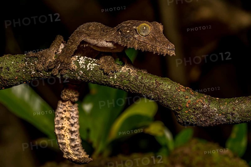 Mossy leaf-tailed gecko
