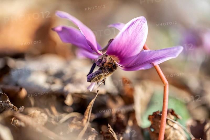 Flowering dog's tooth violet