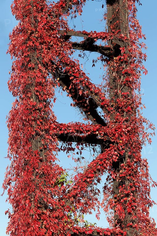 Wild vine in autumn colours growing on metal scaffolding