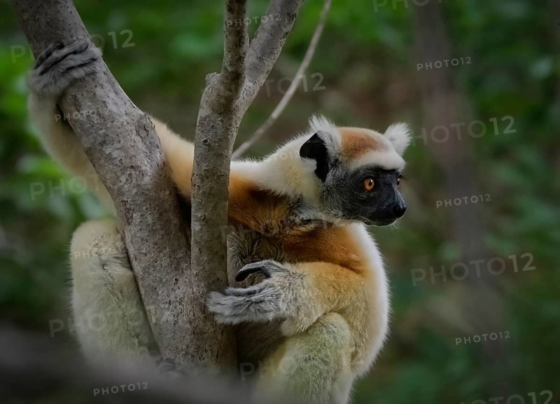 Golden-crowned sifaka