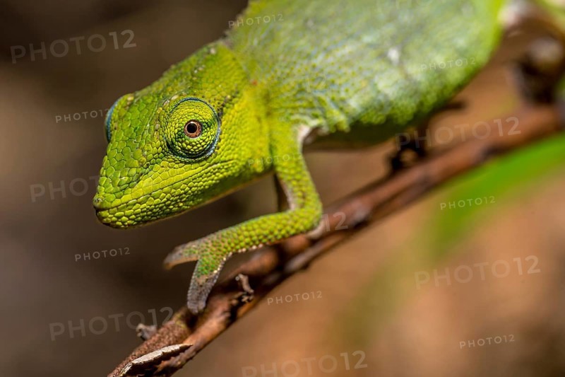 (Calumma guillaumeti), Marojejy National Park, Madagascar, Africa