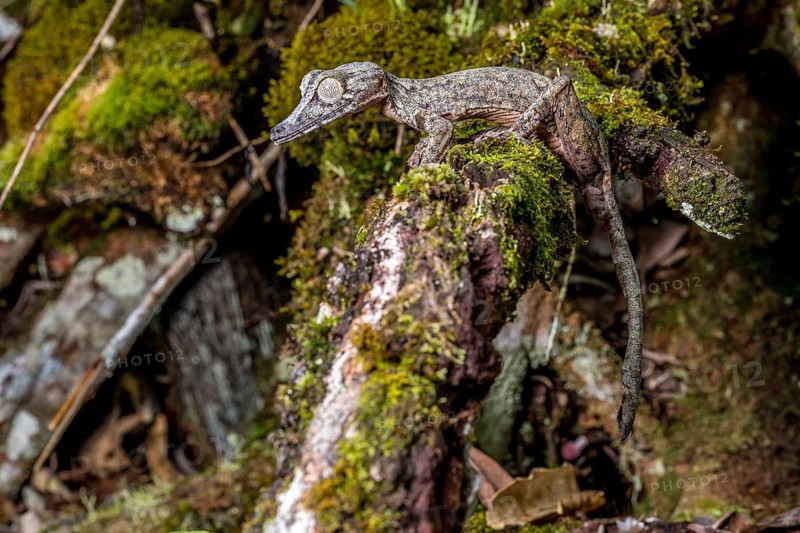 Giant leaf-tailed gecko