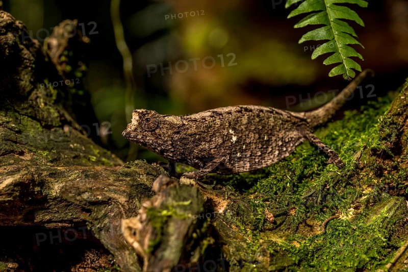 Antakarana ground chameleon