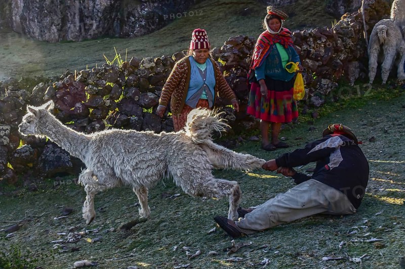 Indians catching an alpaca
