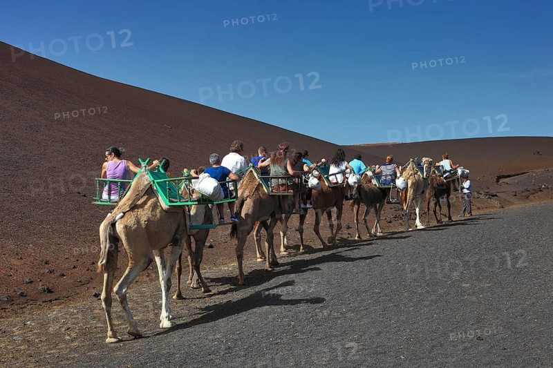 Dromedary Riding for Tourists in Timanfaya National Park