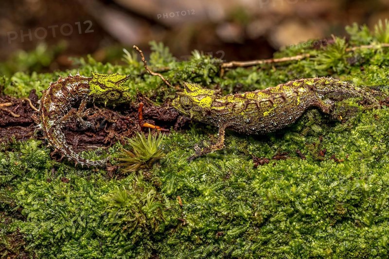 Variegated Earth Chameleon
