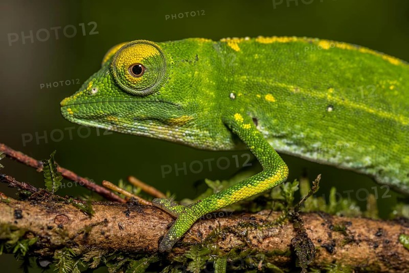 Marojejy chameleon