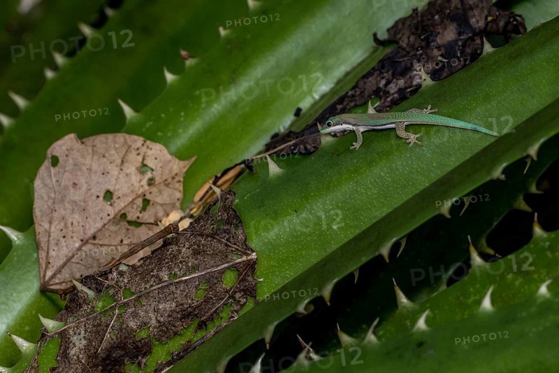 Roesler's day gecko