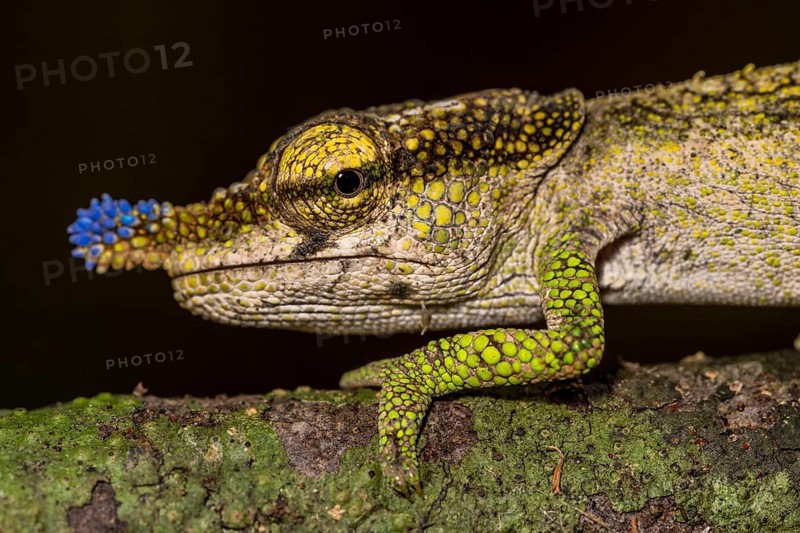 Blue-nosed Chameleon