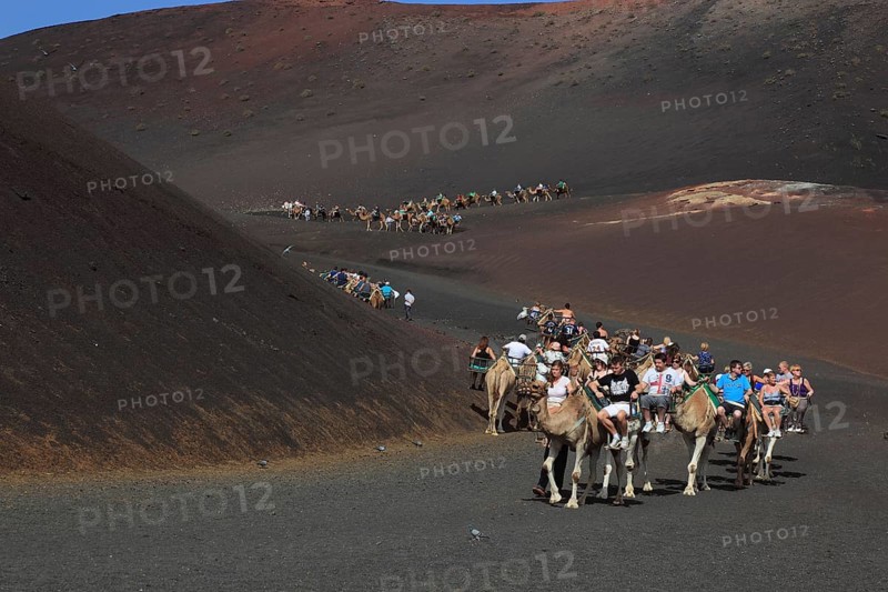 Dromedary Riding for Tourists in Timanfaya National Park