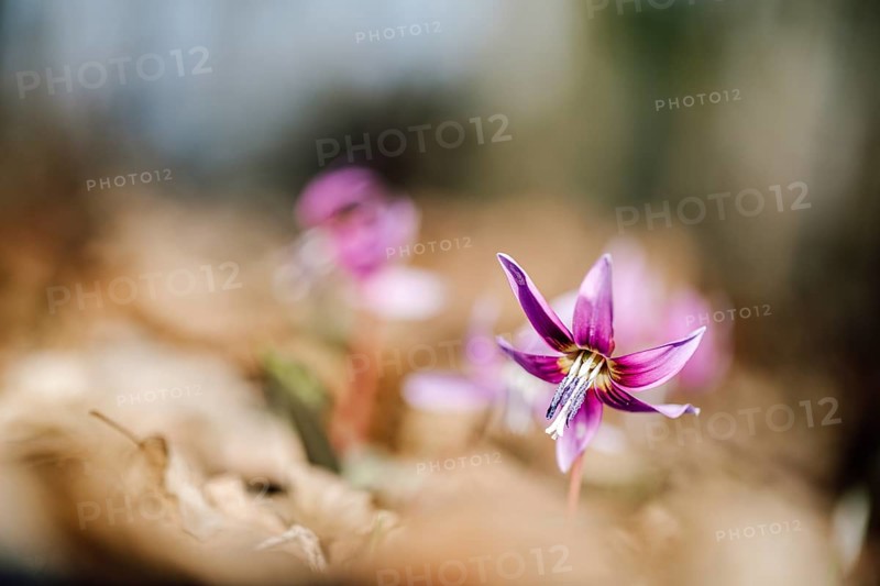 Flowering dog's tooth violet