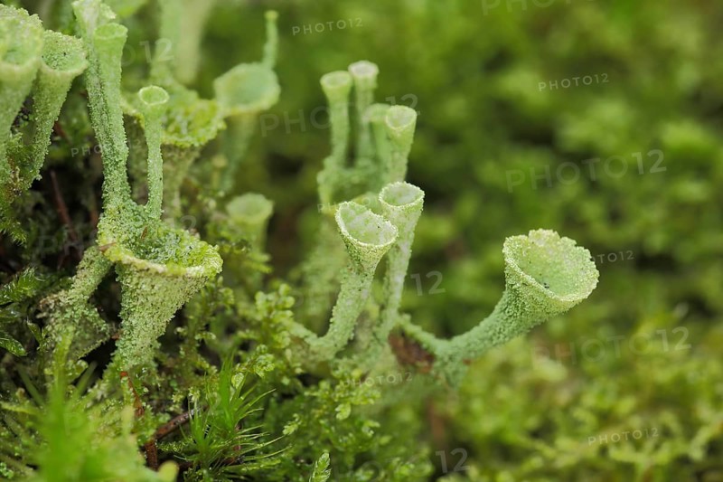 Cup lichen