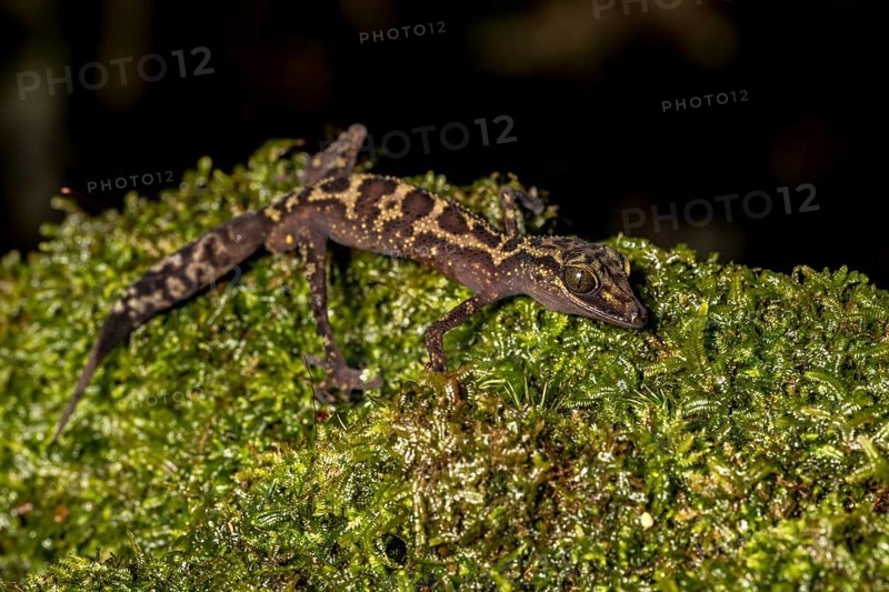 Graceful madagascar ground gecko