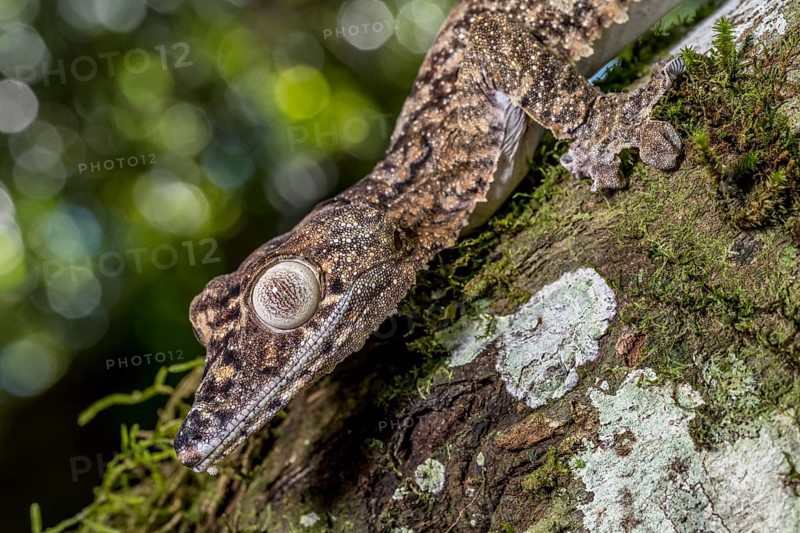 Giant leaf-tailed gecko