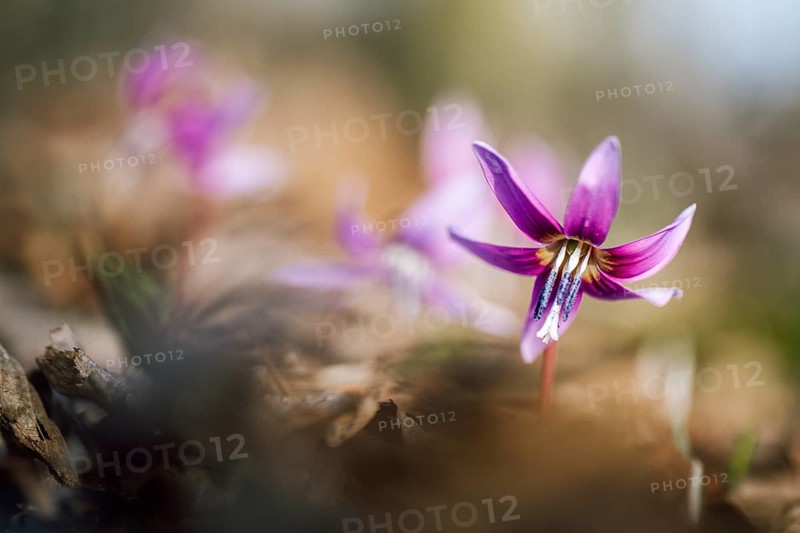 Flowering dog's tooth violet