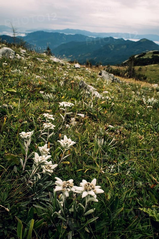 Alpine edelweiss