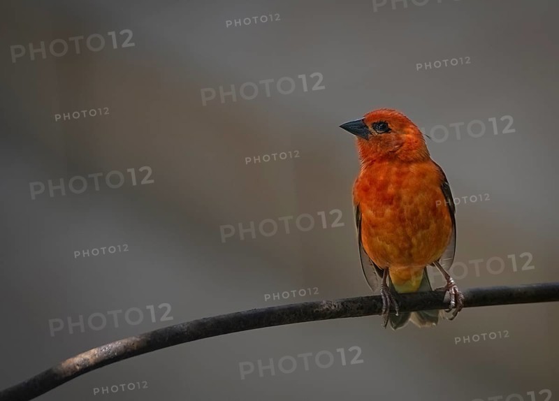 Madagascar red fody