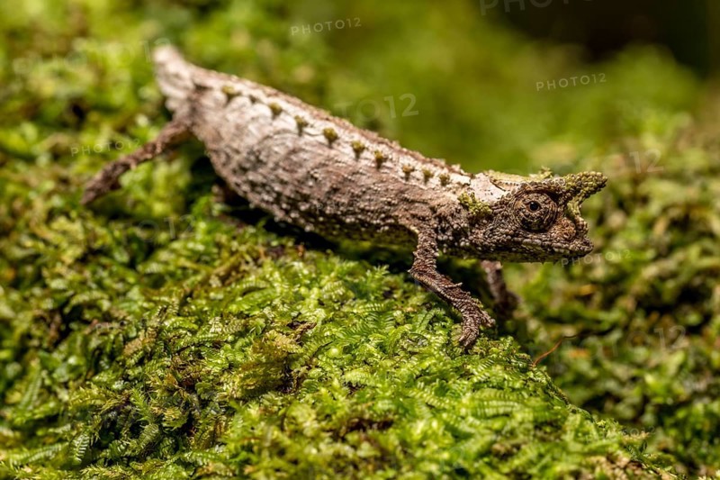 Marojejy Earth Chameleon