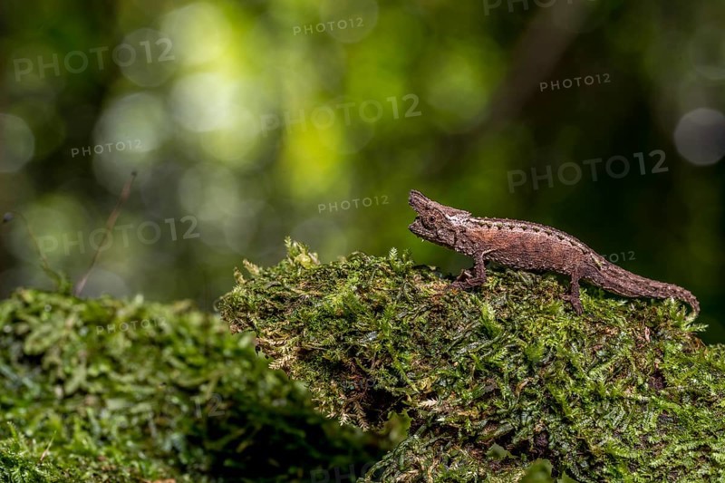 Marojejy Earth Chameleon