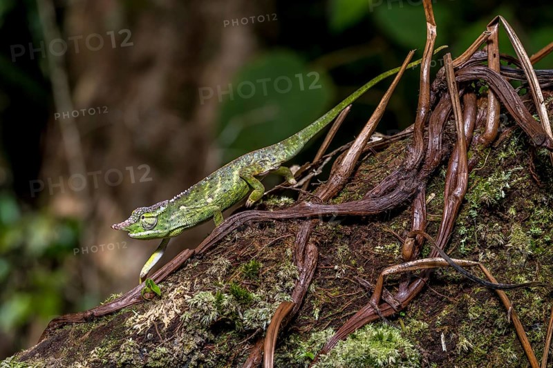 Will's two-horned chameleon