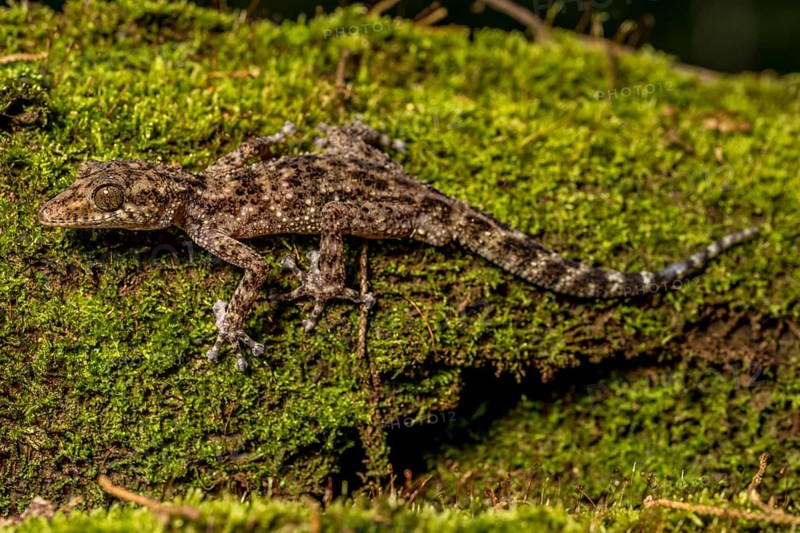 Big-headed gecko