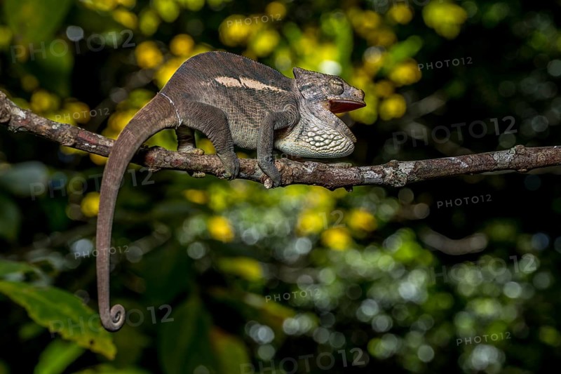 Amber Mountain amber chamaeleon