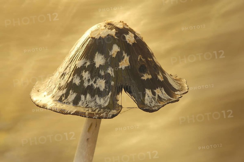 Hat of coprinopsis picacea